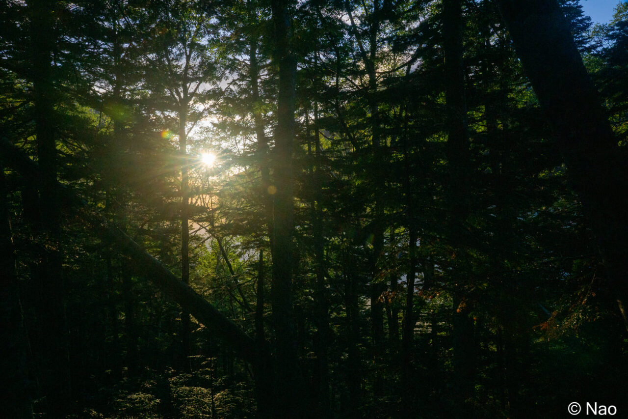 森に差し込む光